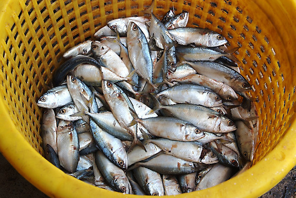 포토 JPG 해외이미지 동물 음식 바다 백그라운드 다이어트 재료 표면 낚시 건강 육류 어류 요리 사람없음 빨간색 물 강 노란색 머리 바구니 견본 주방 수중 식사 죽음 신선 은색 지중해 먹기 해산물 피부 질감 꼬리 날것 영양 어장 내추럴 고립 단백질 민물 송어 오메가 콘크리트 많음 해외202004 해외포토 자연요소 컬러 컨셉 식재료 모션 레저 신체부위 수중동물 영양소 파일형식 이미지허브