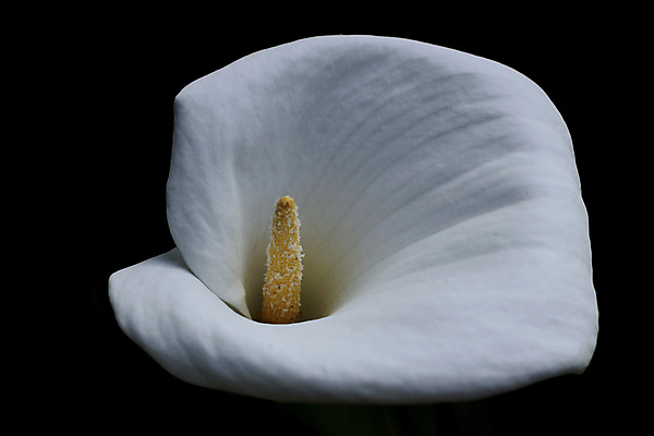포토 JPG 해외이미지 식물 꽃 분홍색 잎 꽃무늬 자연 사람없음 장식 초록색 컬러풀 정원 하트 신선 우아함 플라밍고 꼬리 내추럴 이국적 해외202004 해외포토 모양 컬러 컨셉 무늬 조류 생태계 파일형식 이미지허브