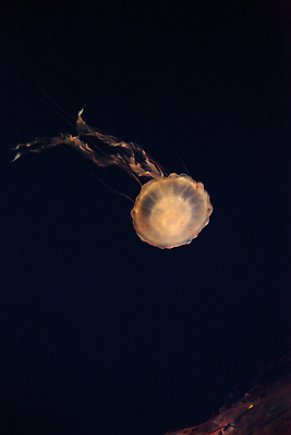 포토 JPG 해외이미지 한마리 사람없음 바닷속 수중동물 자포동물 해파리 해외202004 해외포토 동물 1 수중 파일형식 이미지허브