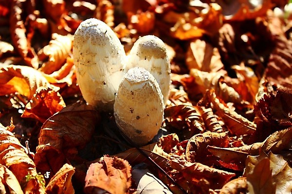 포토 JPG 해외이미지 나무 계절 음식 단풍 잎 사람없음 버섯 가을 숲 곰팡이 식용 해외202004 해외포토 식물 파일형식 이미지허브