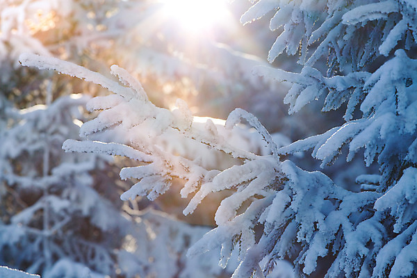 포토 JPG 해외이미지 모양 나무 계절 행복 여행 백그라운드 크리스마스 겨울 자연 하늘 날씨 휴가 새로움 산 기념 프레임 요정 미술 풍경 사람없음 야외 목재 파란색 빛 태양 얼음 축제 회색 추위 흰색 축하 소나무 신용카드 눈송이 숲 12월 연도 서리 전나무 1월 폭설 눈내림 해외202004 해외포토 자연요소 식물 기념일 감정 컬러 컨셉 재료 문화예술 눈_날씨 금융 날짜 자연재해 생태계 파일형식 이미지허브