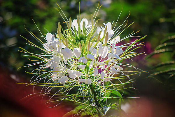 포토 JPG 해외이미지 공원 꽃 행복 분홍색 백그라운드 잎 자연 휴식 풍경 사람없음 빨간색 초록색 컬러풀 노란색 정원 보라색 봄 활발 벚꽃 신선 자주색 강렬 동물상 해외202004 해외포토 식물 계절 공공시설 감정 컬러 컨셉 조형물 생태계 파일형식 이미지허브