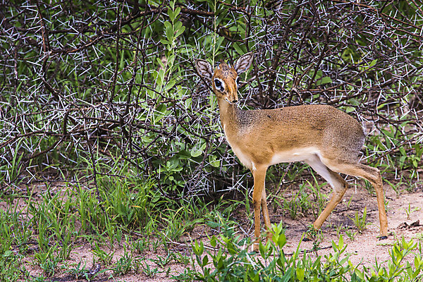 포토 JPG 해외이미지 식물 여자 야생동물 여행 포유류 아프리카 자연 휴가 서기 사람없음 모래사장 듣기 황무지 작음 사파리 싱글 영양 케냐 동물상 사바나 스텝 해외202004 해외포토 동물 나라 바다 모션 사람 조형물 크기 생태계 파일형식 이미지허브