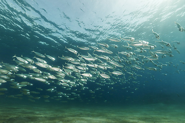 포토 JPG 해외이미지 식물 동물 모래 바다 백그라운드 자연 표면 어류 풍경 사람없음 물 파란색 컬러풀 햇빛 태양 바닷속 수중 광선 산호 아래 다이빙 장면 암초 고등어 깊이 소금물 이국적 침몰 파라다이스 해외202004 해외포토 자연요소 컬러 수영 수중동물 자포동물 방향 생태계 위치 수중스포츠 파일형식 이미지허브
