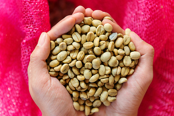 포토 JPG 해외이미지 손 커피 음료 음식 백그라운드 콩 관리 씨앗 사람없음 초록색 갈색 검은색 어둠 카페 수확 흰색 하트 신선 잡기 맛 낟알 굽기 유기농 날것 아로마 에스프레소 흙더미 카페인 해외202004 해외포토 모양 식물 웰빙 컬러 컨셉 농업 모션 곡류 신체부위 상점 흙 구이 파일형식 더미 이미지허브