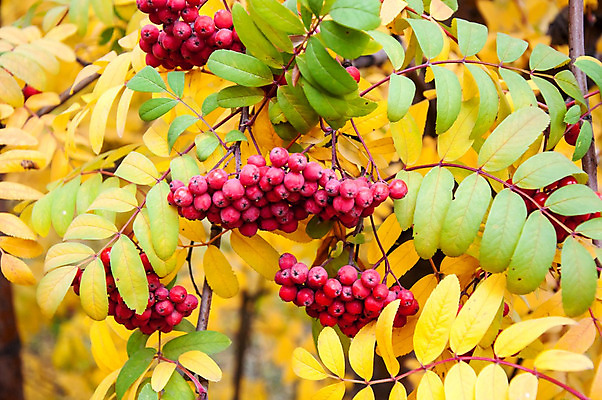 포토 JPG 해외이미지 나무 식물 디자인 계절 열매 잎 패턴 오렌지 과일 자연 벽지 표면 추상 프레임 창조 미술 사람없음 빨간색 컬러풀 우주 페인트 가을 얼룩 거친 그룹 질감 10월 내추럴 고립 해외202004 해외포토 컬러 무늬 문화예술 날짜 생태계 파일형식 이미지허브