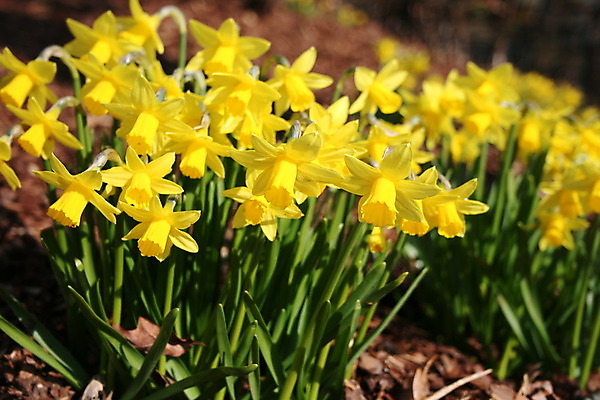 포토 JPG 해외이미지 식물 계절 공원 꽃잎 꽃 줄기 꽃다발 백그라운드 밭 부활절 사람없음 야외 장식 초록색 여름 빛 노란색 머리 정원 봄 성장 벚꽃 신선 그룹 변화 닫기 백합 오브젝트 싱글 트럼펫 수선화 튜브 전경 해외202004 해외포토 공공시설 기념일 컬러 컨셉 농업 모션 풍경 신체부위 금관악기 파일형식 탑뷰 이미지허브