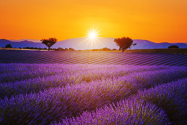 포토 JPG 해외이미지 나무 식물 구름 꽃 선 밭 농업 자연 하늘 풍경 사람없음 야외 여름 파란색 농장 보라색 일몰 프랑스 수확 성장 시골 개화 자주색 허브 제비꽃 향수 그림 향기 아로마 아로마테라피 라벤더 라일락 프랑스어 무한 수평선 해외202004 해외포토 자연요소 문자 계절 유럽 산업 컬러 노을 화장품 생태계 냄새 테라피 파일형식 이미지허브