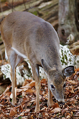 포토 JPG 해외이미지 나무 응시 감정 백그라운드 잎 캐나다 겨울 포유류 자연 사슴 사람없음 갈색 검은색 놀람 회색 닫기 숲 먹기 그림 귀 땅바닥 해외202004 해외포토 식물 동물 시선 계절 컬러 북아메리카 모션 바닥 표정 신체부위 생태계 파일형식 이미지허브