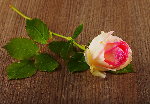 포토 JPG 해외이미지 식물 디자인 기념일 꽃잎 꽃 분홍색 백그라운드 컨셉 꽃무늬 자연 벽지 휴가 발렌타인데이 선물 사랑 미술 사람없음 빨간색 물 장미 정원 어둠 젖음 하트 신선 오픈 화려 센터 닫기 심볼 질감 향기 아로마 열정 부드러움 접기 스타일 해외202004 해외포토 자연요소 모양 감정 컬러 무늬 모션 데이이벤트 문화예술 이벤트 감각 생태계 냄새 파일형식 이미지허브