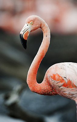 포토 JPG 해외이미지 동물 응시 야생동물 분홍색 포즈 날개 자연 조류 생물 종류 사람없음 옆모습 산책 활발 흰색 자르기 플라밍고 깃털 부리 새장 쿠바 내추럴 동물상 마이애미 생존 해외202004 해외포토 시선 뷰포인트 컬러 컨셉 모션 휴식 조형물 중앙아메리카 생태계 케이지 파일형식 이미지허브