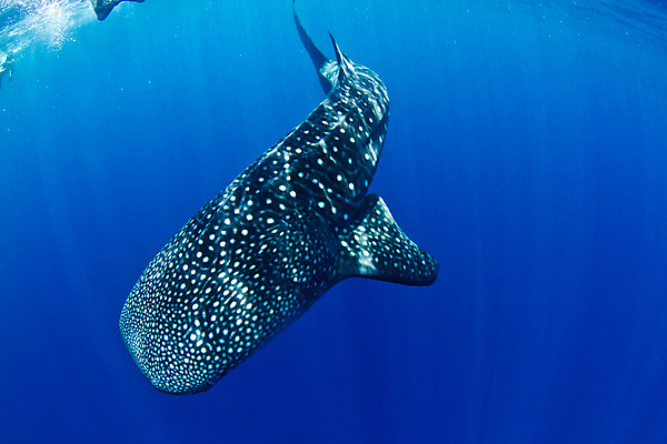 포토 JPG 해외이미지 동물 스포츠 바다 여행 자연 어류 사람없음 물 파란색 농장 수중 수영 행운 스노클링 중앙아메리카 호주 보호 고래 다이빙 지느러미 상어 암초 온두라스 해외202004 해외포토 자연요소 컬러 컨셉 농업 포유류 아메리카 수중동물 수상스포츠 오세아니아 생태계 수중스포츠 파일형식 이미지허브