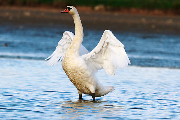 포토 JPG 해외이미지 주간 한마리 호수 사람없음 야외 백조 해외202004 해외포토 자연요소 1 조류 파일형식 이미지허브