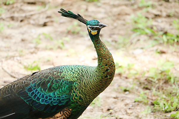 포토 JPG 해외이미지 나무 동물 1 야생동물 백그라운드 잎 오렌지 노래 자연 조류 휴식 종류 앉기 사람없음 야외 빨간색 초록색 여름 파란색 우주 봄 회색 바위 흰색 나뭇가지 공작 묘사 싱글 생물학 서식지 생태학 해외202004 해외포토 식물 계절 교육 음악 컬러 컨셉 과일 모션 돌_바위 생태계 파일형식 이미지허브