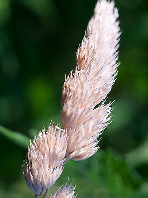 포토 JPG 해외이미지 식물 계절 꽃 줄기 백그라운드 잎 밭 농업 하늘 풍경 잔디 사람없음 야외 여름 빛 농작물 태양 농장 노란색 환경 정원 봄 수확 성장 시골 신선 클로버 낟알 시리얼 밀 허브 묘사 내추럴 곰팡이 밭일 수평선 해외202004 해외포토 자연요소 산업 음식 컬러 곡류 파일형식 이미지허브