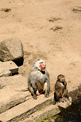 포토 JPG 해외이미지 동물 응시 남자 야생동물 포유류 아프리카 털 동물원 앉기 사람없음 회색 바위 원숭이 리더 유인원 노려봄 소셜 해외202004 해외포토 시선 나라 컬러 모션 표정 사람 돌_바위 파일형식 이미지허브