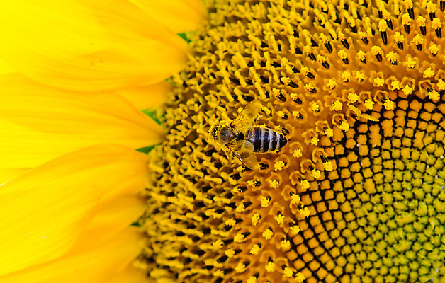 포토 JPG 해외이미지 주간 해바라기 사람없음 야외 해외202004 해외포토 자연요소 꽃 파일형식 이미지허브