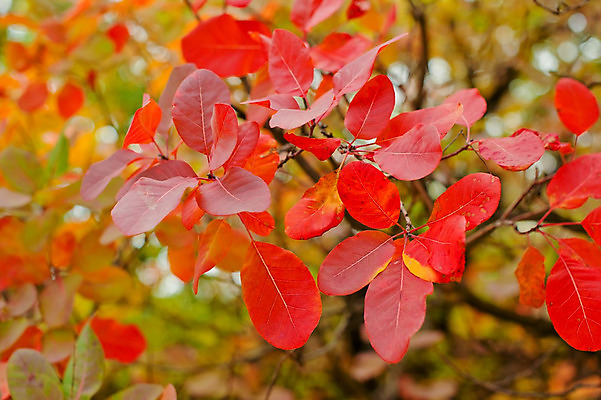 포토 JPG 해외이미지 나무 계절 꽃 도로 백그라운드 잎 오렌지 자연 벽지 아침 바람 날씨 따뜻함 그림자 풍경 사람없음 빨간색 초록색 빛 태양 노란색 정원 보라색 어둠 새벽 활발 안개 가을 신선 뜨거움 개화 황금 야간 저녁 숲 신비 무서움 공상 마법 거인 내추럴 땅바닥 뿌연 해외202004 해외포토 주간 자연요소 식물 감정 길 컬러 컨셉 과일 교통시설 바닥 생태계 파일형식 이미지허브
