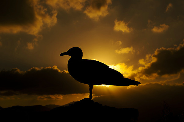 포토 JPG 해외이미지 동물 실루엣 바다 오렌지 자연 갈매기 조류 하늘 아침 추상 휴가 따뜻함 풍경 사람없음 야외 빨간색 여름 빛 세트 햇빛 태양 평화 일출 검은색 침묵 고요 황혼 일몰 새벽 젖음 자유 기다림 황금 고독 야간 저녁 무료 혼자 수평선 해외202004 해외포토 주간 자연요소 계절 감정 컬러 컨셉 무늬 과일 모션 촬영기법 노을 소리 생태계 파일형식 이미지허브