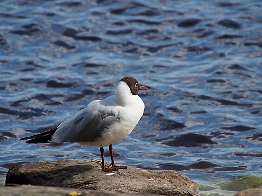 포토 JPG 해외이미지 주간 한마리 해외풍경 바다 갈매기 사람없음 야외 미국 바위 캘리포니아 해외202004 해외포토 자연요소 1 해외 북아메리카 조류 풍경 돌_바위 파일형식 이미지허브