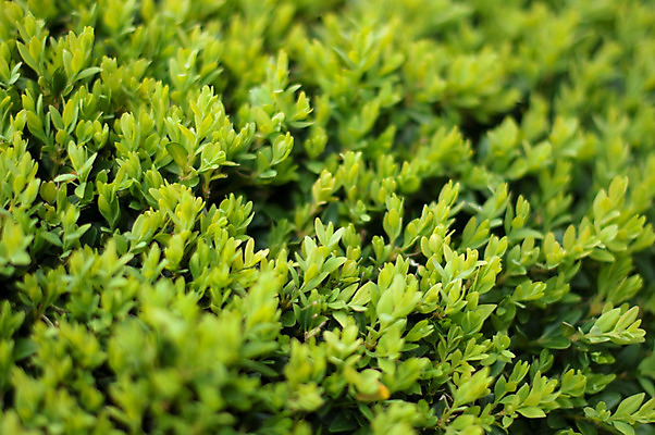 포토 JPG 해외이미지 모양 나무 식물 공원 꽃 백그라운드 잎 꽃무늬 자연 풍경 사람없음 장식 초록색 여름 빛 울타리 상자 정원 봄 성장 벚꽃 신선 원형 센터 자르기 관목 원예 상록수 내추럴 영원 해외202004 해외포토 도형 계절 공공시설 컬러 무늬 모션 취미 담장 생태계 파일형식 이미지허브