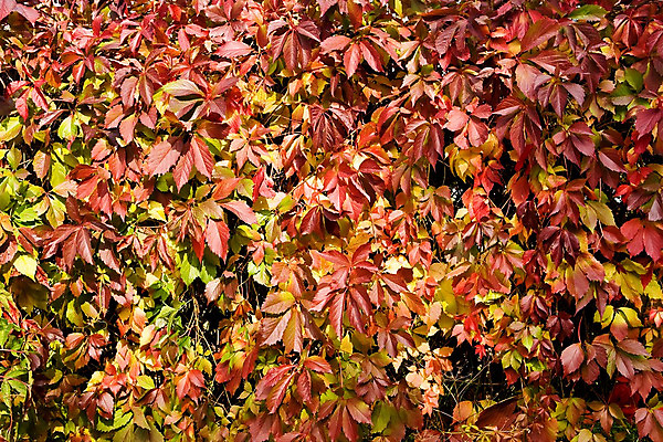 포토 JPG 해외이미지 나무 식물 백그라운드 단풍 잎 자연 추상 사람없음 빨간색 노란색 활발 가을 나뭇가지 선택 숲 해외202004 해외포토 계절 컬러 컨셉 무늬 생태계 파일형식 이미지허브