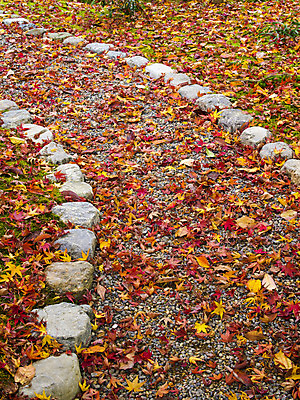 포토 JPG 해외이미지 나무 식물 계절 공원 길 백그라운드 단풍 잎 패턴 오렌지 자연 벽지 풍경 사람없음 야외 빨간색 세로 초록색 컬러풀 햇빛 노란색 환경 일본 활발 가을 시골 신선 변화 황금 숲 오솔길 빛망울 내추럴 강렬 되감기 해외202004 해외포토 공공시설 아시아 컬러 컨셉 무늬 과일 빛 태양 생태계 파일형식 이미지허브