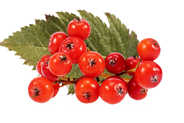 포토 JPG 해외이미지 식물 계절 열매 잎 과일 자연 사람없음 빨간색 초록색 가을 나뭇가지 작음 다발 흰배경 내추럴 고립 해외202004 해외포토 나무 컬러 백그라운드 흰색 크기 생태계 파일형식 이미지허브