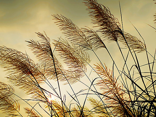 포토 JPG 해외이미지 식물 구름 계절 공원 백그라운드 꽃무늬 패턴 밭 자연 하늘 바람 날씨 추상 풍경 사람없음 야외 초록색 여름 빛 태양 평화 환경 정원 일몰 가을 시골 신선 황금 장면 내추럴 가벼움 타격 해외202004 해외포토 자연요소 공공시설 꽃 컬러 컨셉 무늬 농업 모션 노을 무게 생태계 파일형식 이미지허브