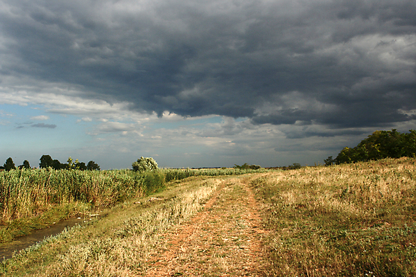 포토 JPG 해외이미지 식물 구름 계절 밭 자연 하늘 바람 사람없음 여름 햇빛 평화 우주 맑음 봄 시골 땅 천국 수평선 해외202004 해외포토 자연요소 컨셉 농업 날씨 태양 생태계 파일형식 이미지허브