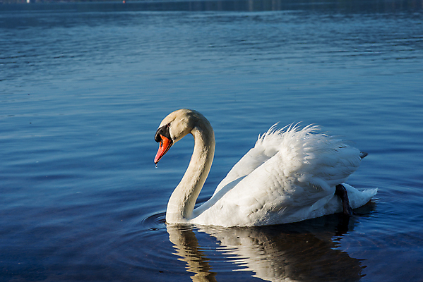 포토 JPG 해외이미지 주간 한마리 호수 사람없음 야외 백조 해외202004 해외포토 자연요소 1 조류 파일형식 이미지허브