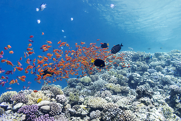 포토 JPG 해외이미지 동물 야생동물 바다 학교 아프리카 자연 이집트 어류 풍경 사람없음 물 파란색 컬러풀 햇빛 바닷속 수중 거품 스노클링 호주 잠수부 생태계 다이빙 인도네시아 수족관 홍해 몰디브 카리브해 깊이 소금물 해외202004 해외포토 자연요소 교육 나라 아시아 컬러 태양 수영 수중동물 수상스포츠 오세아니아 전문직 수중스포츠 파일형식 이미지허브