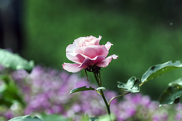 포토 JPG 해외이미지 식물 꽃잎 꽃 분홍색 잎 자연 선물 사람없음 초록색 햇빛 장미 봄 성장 인사 개화 가시 냄새 꿀 해외202004 해외포토 계절 컬러 태양 예절 생태계 파일형식 이미지허브