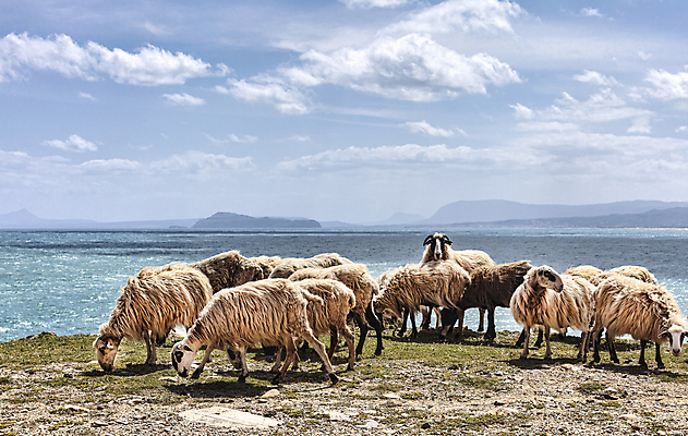 포토 JPG 해외이미지 동물 구름 응시 백그라운드 밭 포유류 자연 하늘 풍경 사람없음 초록색 파란색 농경지 맑음 가축 봄 흰색 시골 양 그룹 군중 주식 방목 그리스 내추럴 양모 해외202004 해외포토 자연요소 시선 계절 유럽 컬러 농업 날씨 사람 금융 농장 직물 축산업 생태계 파일형식 이미지허브
