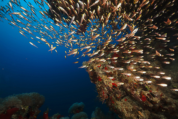 포토 JPG 해외이미지 식물 동물 모래 바다 백그라운드 자연 표면 어류 풍경 사람없음 물 파란색 컬러풀 햇빛 태양 바닷속 수중 광선 산호 아래 다이빙 장면 암초 깊이 소금물 이국적 침몰 파라다이스 해외202004 해외포토 자연요소 컬러 수영 수중동물 자포동물 방향 생태계 위치 수중스포츠 파일형식 이미지허브