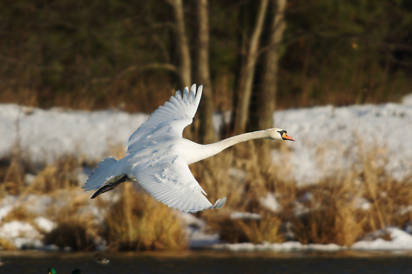 포토 JPG 해외이미지 주간 한마리 호수 사람없음 야외 백조 해외202004 해외포토 자연요소 1 조류 파일형식 이미지허브
