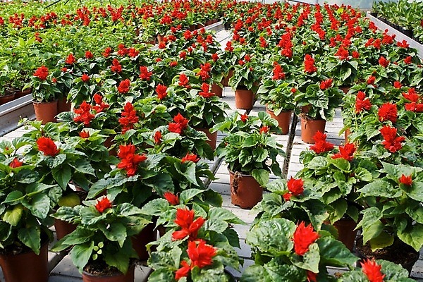 포토 JPG 해외이미지 식물 꽃 백그라운드 농업 자연 사람없음 장식 빨간색 초록색 여름 환경 정원 화목 봄 놀이방 성장 개화 냄비 원예 질감 조경 내추럴 모종 묘목 심기 영원 온실 해외202004 해외포토 나무 계절 산업 컬러 컨셉 모션 취미 솥 생태계 파일형식 이미지허브