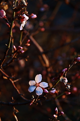포토 JPG 해외이미지 나무 식물 음식 백그라운드 잎 오렌지 자연 디저트 건강 사람없음 노란색 봄 신선 달콤 맛 숲 오브젝트 유기농 날것 복숭아 살구 숙성 채식주의자 해외202004 해외포토 웰빙 계절 컬러 컨셉 과일 생태계 채식 파일형식 이미지허브