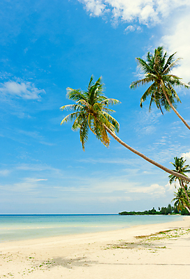 포토 JPG 해외이미지 나무 구름 모래 파도 바다 섬 여행 백그라운드 컨셉 잎 자연 하늘 추상 휴가 휴식 손바닥 사람없음 야외 물 여름 태양 봄 만 서핑 산호 심볼 휴양지 코코넛 세이셸 석호 로스앤젤레스 이국적 해외202004 해외포토 자연요소 식물 손 계절 무늬 과일 아프리카 미국 장소 수상스포츠 자포동물 생태계 파일형식 이미지허브