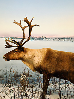 포토 JPG 해외이미지 동물 남자 야생동물 캐나다 포유류 자연 사슴 털 뿔 풍경 사람없음 야외 갈색 머리 달러 계곡 추위 게임 흰색 시골 황무지 숲 큼 모피 트로피 황소 사냥 북쪽 북극해 순록 스칸디나비아 앨버타 엘크 해외202004 해외포토 바다 컬러 돈 북아메리카 놀이 사람 신체부위 소 크기 방향 상_우승 생태계 파일형식 이미지허브