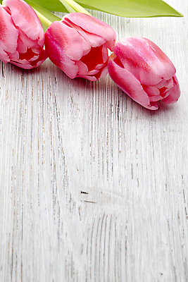 포토 JPG 해외이미지 식물 계절 꽃잎 꽃 분홍색 꽃다발 백그라운드 잎 꽃무늬 자연 부활절 사람없음 목재 초록색 머리 봄 튤립 벚꽃 다발 해외202004 해외포토 나무 기념일 컬러 무늬 재료 신체부위 생태계 파일형식 이미지허브