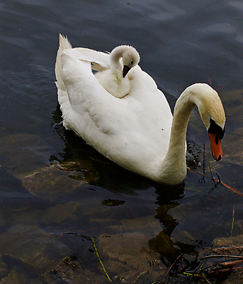 포토 JPG 해외이미지 주간 호수 새끼 두마리 사람없음 야외 백조 해외202004 해외포토 자연요소 동물 2 조류 파일형식 이미지허브