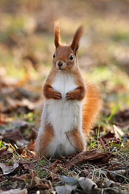 포토 JPG 해외이미지 동물 야생동물 포유류 자연 털 사람없음 빨간색 설치류 다람쥐 해외202004 해외포토 컬러 생태계 파일형식 이미지허브