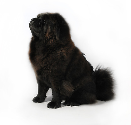 포토 JPG 해외이미지 동물 응시 새끼 백그라운드 포유류 생물 털 실내 서기 사람없음 반려동물 갈색 머리 중국 흰색 표현 개 강아지 모피 경계 슛 솜털 몸단장 송곳니 결백 경보 고립 기르기 유래 해외202004 해외포토 시선 아시아 컬러 모션 내부 신체부위 치아 돌봄 파일형식 이미지허브