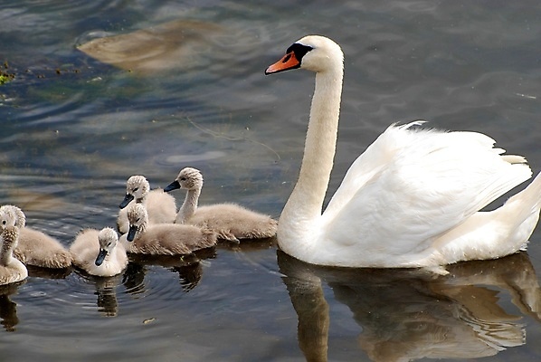 포토 JPG 해외이미지 주간 호수 새끼 여러마리 사람없음 야외 백조 해외202004 해외포토 자연요소 동물 다수 조류 파일형식 이미지허브