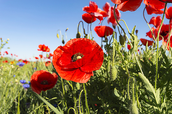 포토 JPG 해외이미지 식물 계절 꽃잎 꽃 행복 분홍색 백그라운드 잎 꽃무늬 밭 농업 자연 하늘 풍경 사람없음 야외 장식 빨간색 초록색 여름 파란색 컬러풀 노란색 환경 정원 보라색 봄 활발 성장 벚꽃 흰색 나뭇가지 신선 개화 다발 묘사 데이지 내추럴 해외202004 해외포토 나무 감정 산업 컬러 컨셉 무늬 생태계 파일형식 이미지허브