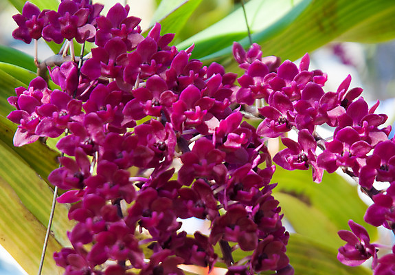 포토 JPG 해외이미지 식물 계절 꽃잎 꽃 꽃다발 백그라운드 꽃무늬 자연 선물 사람없음 장식 초록색 여름 머리 정원 스파 화목 봄 활발 개화 난초 고급 우아함 맛 냄새 아로마 향 단아함 해외202004 해외포토 컬러 컨셉 무늬 신체부위 생태계 파일형식 이미지허브