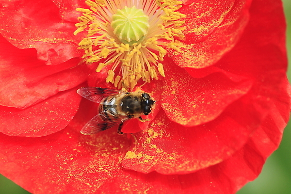 포토 JPG 해외이미지 식물 꽃잎 꽃 잎 패턴 밭 사람없음 빨간색 초록색 여름 정원 침묵 들꽃 벚꽃 신선 벌 데이지 양귀비 내추럴 해외202004 해외포토 계절 컬러 곤충 무늬 농업 소리 파일형식 이미지허브
