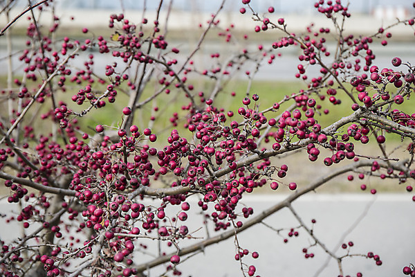 포토 JPG 해외이미지 나무 열매 겨울 과일 사람없음 목재 빨간색 보라색 해외202004 해외포토 식물 계절 컬러 재료 파일형식 이미지허브