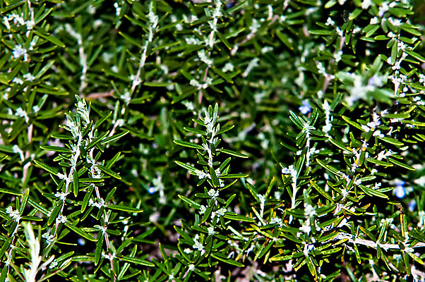 포토 JPG 해외이미지 음식 잎 재료 사람없음 초록색 정원 로즈메리 해외202004 해외포토 식물 컬러 허브 파일형식 이미지허브